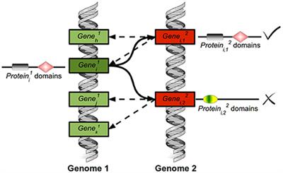 Evolution of Daily Gene Co-expression Patterns from Algae to Plants